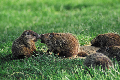 Groundhog3