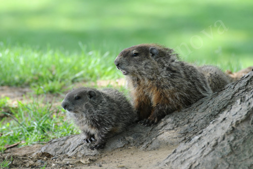 Groundhog9