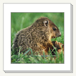 Groundhogs