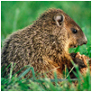 groundhog1
