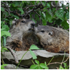 groundhog12