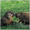 groundhog3