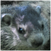 groundhog5