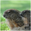 groundhog7