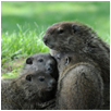 groundhog8
