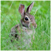 rabbit10