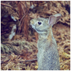 rabbit9